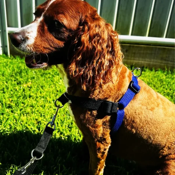 Harmony Harness and Lead