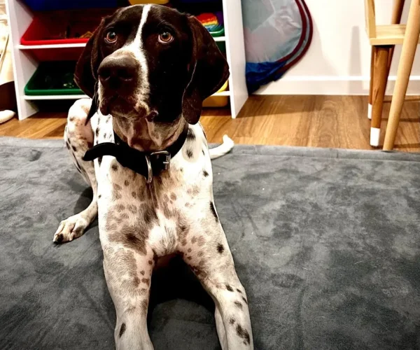 p3-paws-benni-1.webp